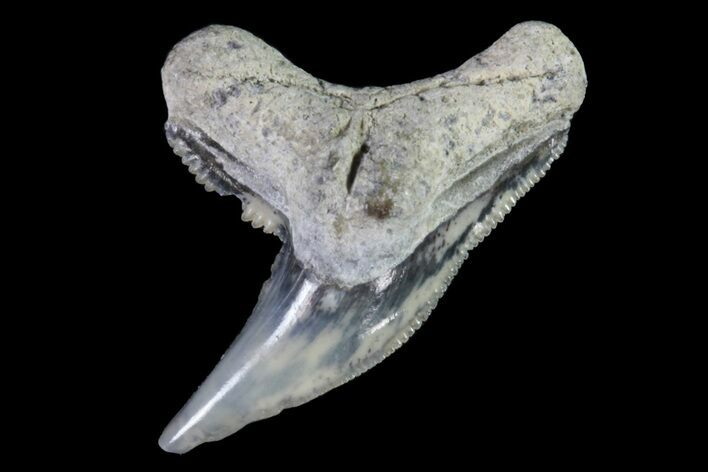 Fossil Tiger Shark Tooth - Lee Creek (Aurora), NC #71068
